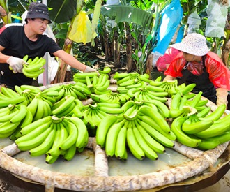 武鳴區寧武鎮香蕉喜獲豐收